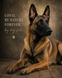 German Shepard 3 Ready