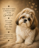 Shih Tzu Ready